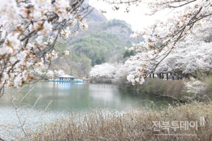 마이산 벚꽃길