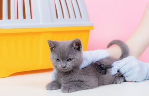 진찰받는 고양이