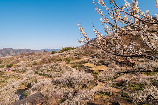 광양매화마을 모습