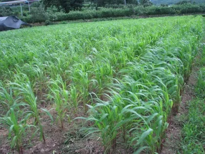 조 재배 건조 강한 작물 파종 방법 초보 가이드_2