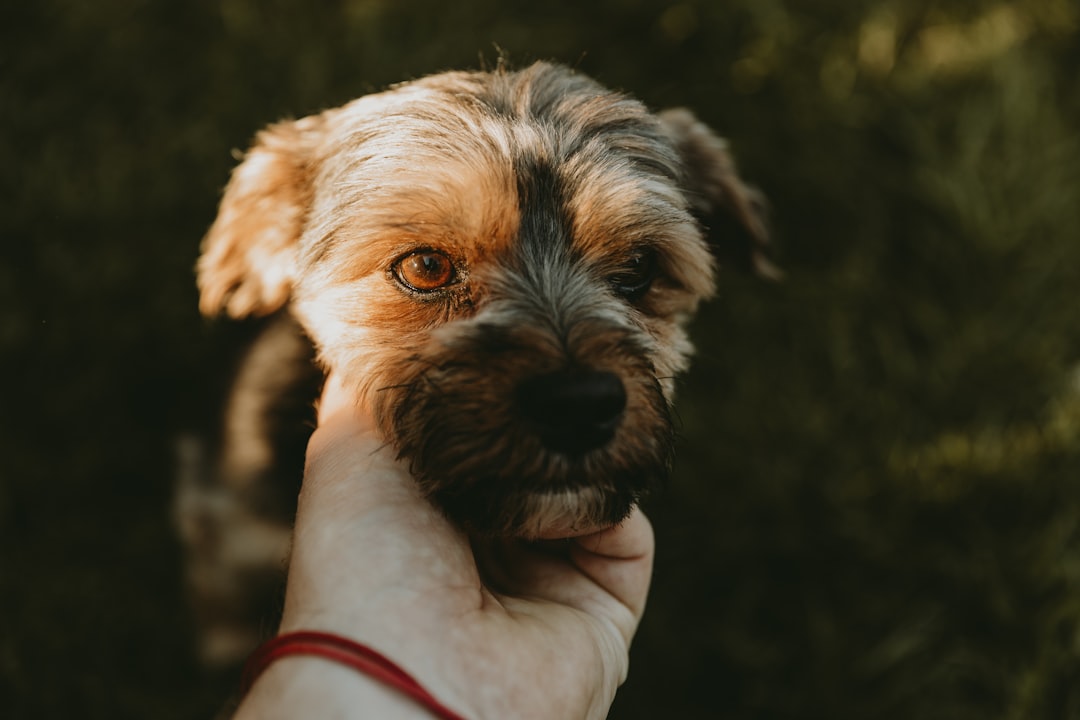 Dog.