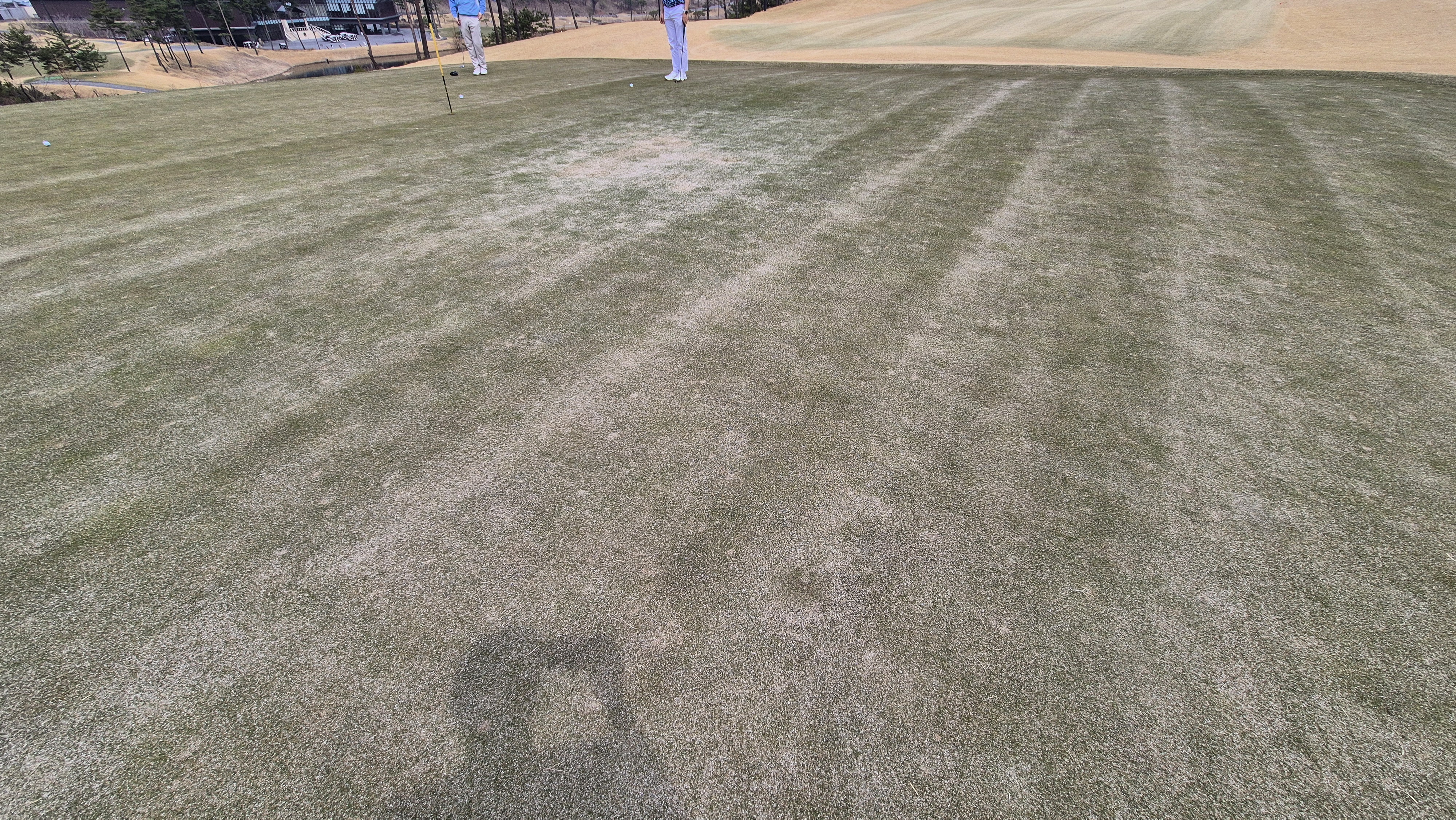 세현cc 그린 관리 상태