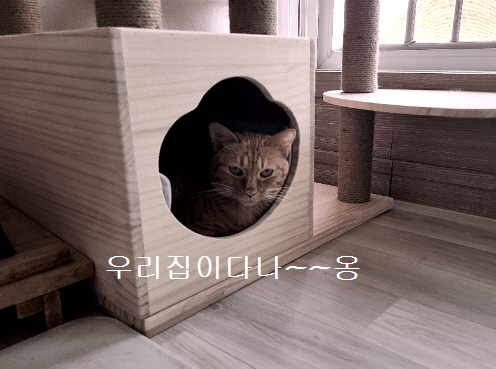 도도캣타워 하우스에 들어간 모습