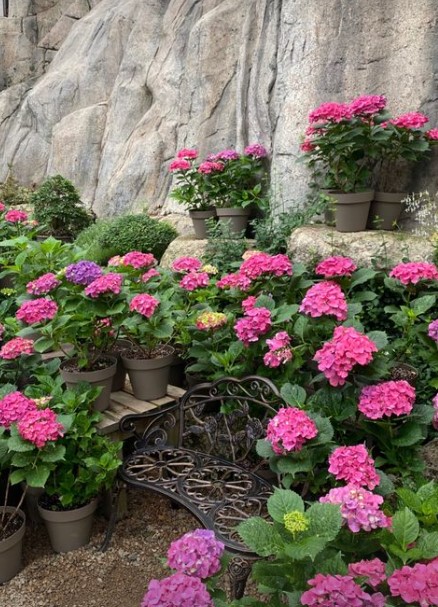 화담숲 수국축제