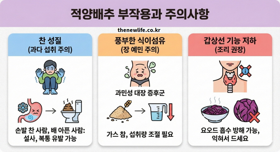 적양배추 부작용과 주의사항을 주제로 찬 성질, 과민성 대장 증후군, 갑상선 기능 저하 시 섭취 주의점을 정리한 인포그래픽