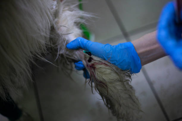 강아지 슬개골 탈구 원인