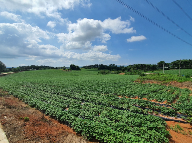 대가마을고구마 