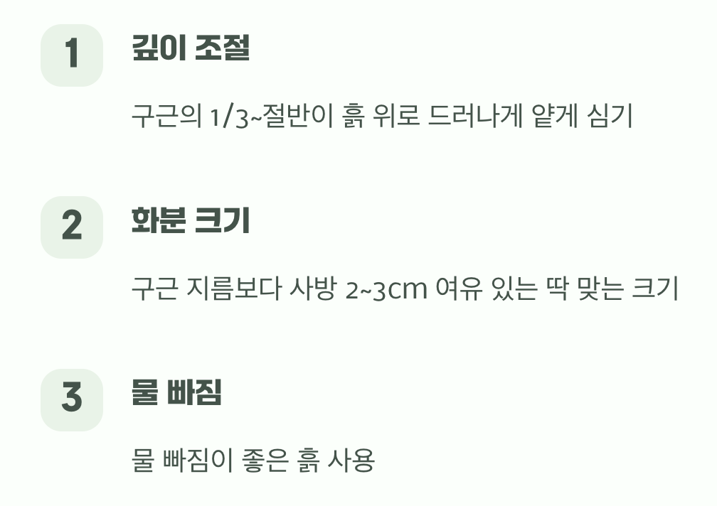 가장 중요한 첫걸음, 올바른 심기 방법