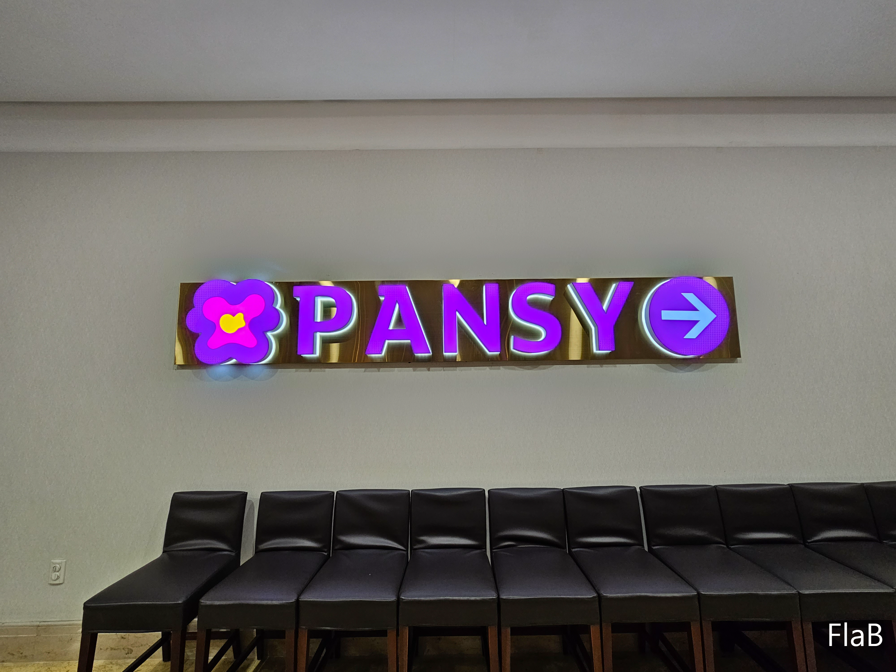 정선 강원랜드 하이원리조트 팬지