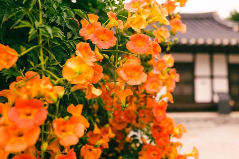 2025 비체올린 능소화축제 ! 제주 여름 꽃 & 능소화 축제: 주홍 빛 꽃비 속에서 만나는 감성 여행!