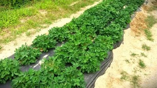 땅콩-수확시기-판단방법