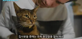 고양이 수다스러운 이유 7가지 행동 심리_9