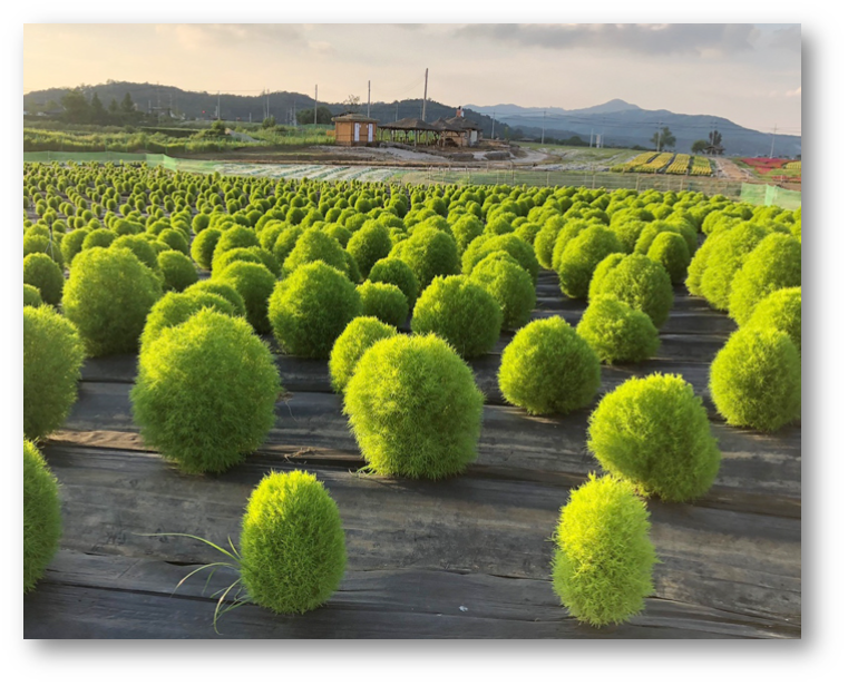 철원 고석정 꽃밭7