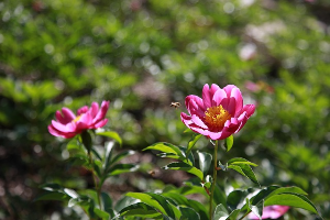 영천 작약꽃 축제