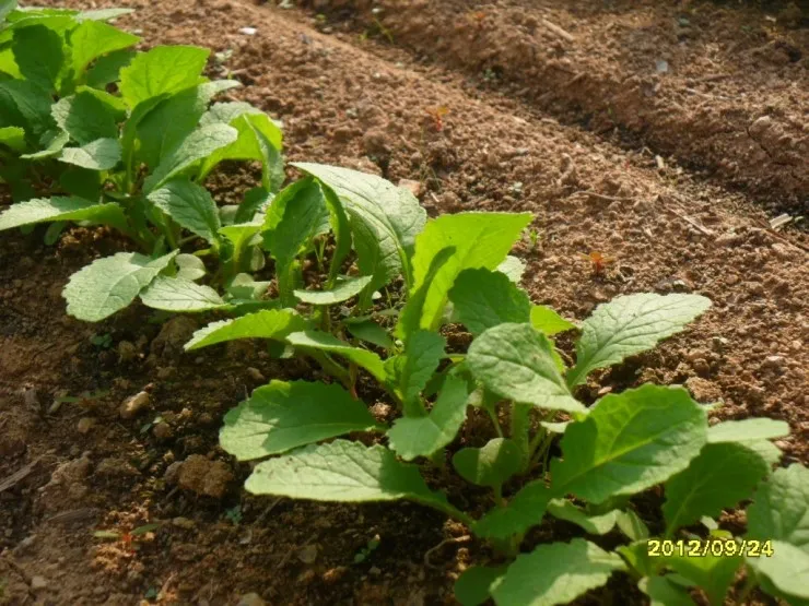 갓 재배 직파 재배 빠른 수확 잎 따기_7