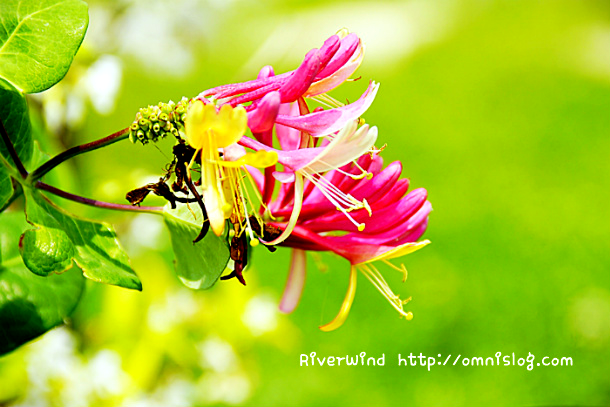 삼색 인동초 꽃