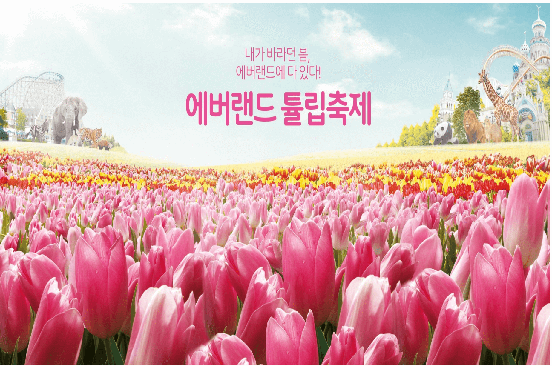 에버랜드 튤립축제