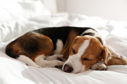 개는 함께 잘 사람을 고르고 있는가?