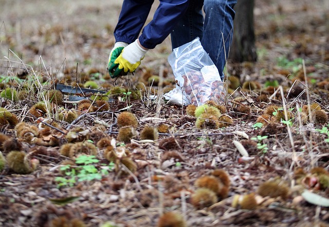 익어서 떨어져있는 알밤을 줍는 남자