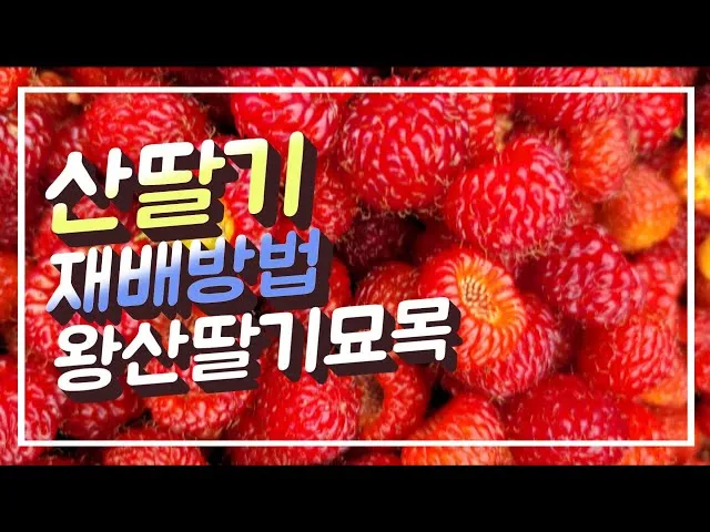산딸기 재배 번식 방법 포트 묘 심기 잡초 관리_5