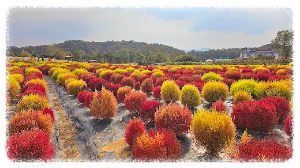 고석정 꽃밭축제