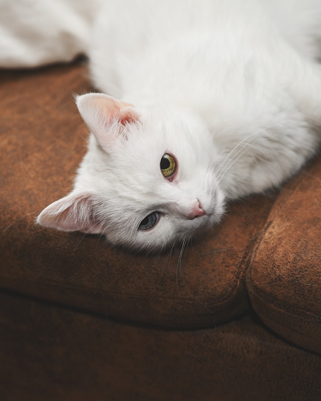 터키쉬 앙고라(Turkish Angora)3