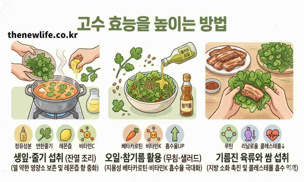 고수 효능 높이는 먹는 방법