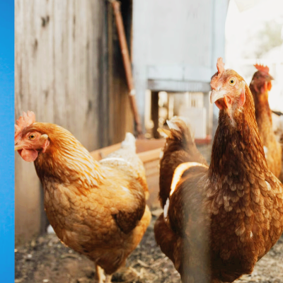 육계 조류독감 관련주 대장주 테마주 TOP5