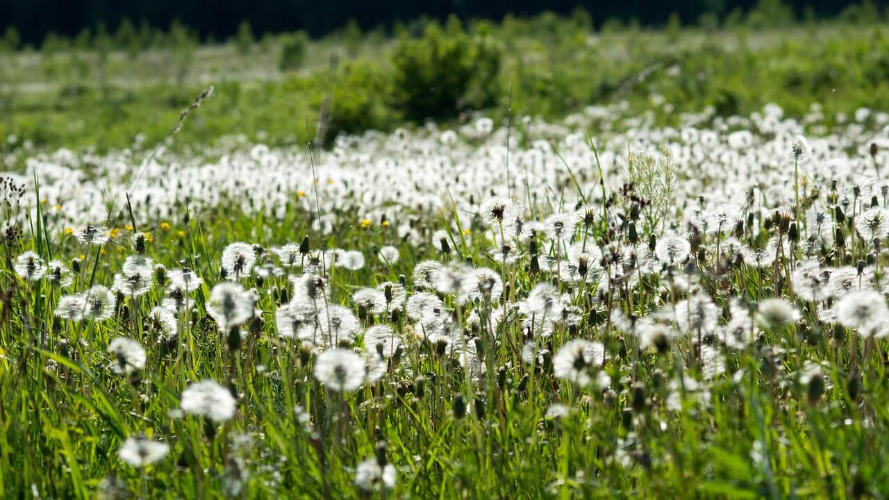 꽃가루 알레르기 시즌, 외출 시 주의사항과 대처법