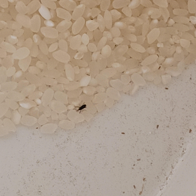 쌀벌레 없애는법과 생기는 이유 