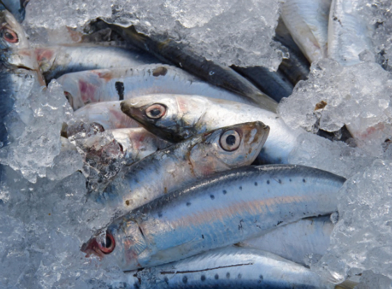 심폐 기능 향상을 위한 의자 에어로빅과 코엔자임 Q10 효과