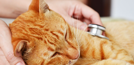 청진기를 대고 있는 고양이.