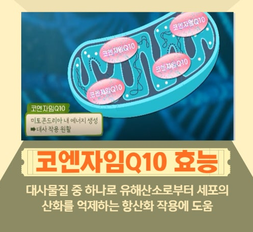 코엔자임큐텐 코엔자임Q10효능 섭취방법 주의사항