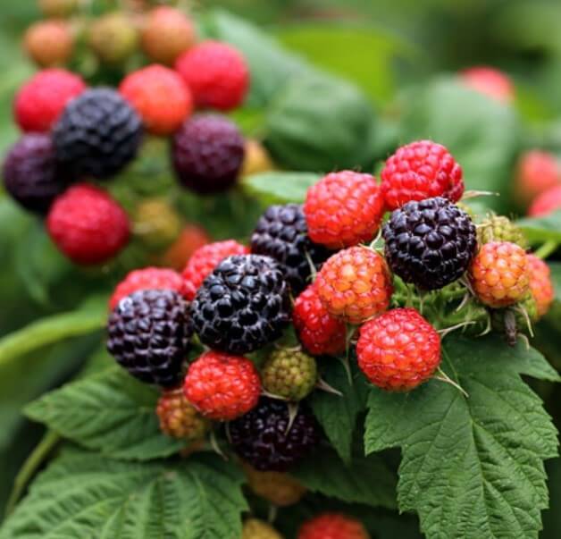 풍천장어와-함께하는-고창복분자와-수박축제