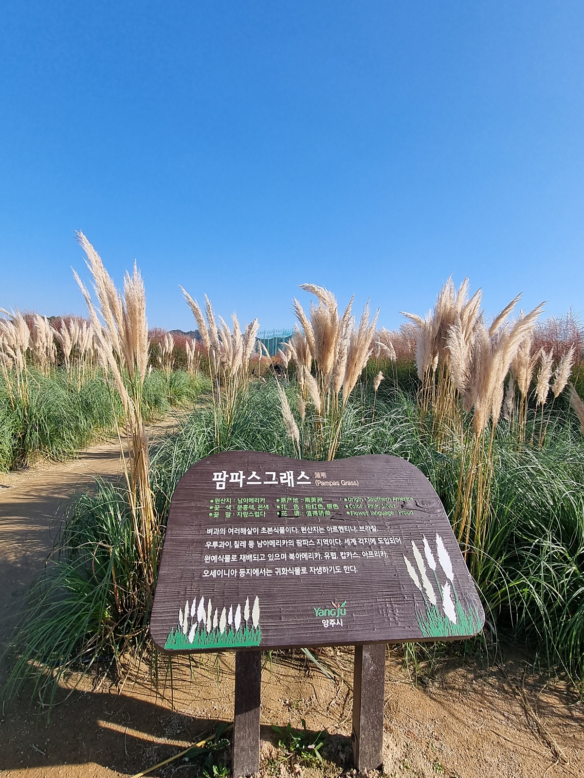 2024 양주 나리공원 천일홍 축제: 수도권에서 핑크뮬리, 댑싸리, 팜파스를 볼 수 있는 가을 여행지