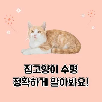 집고양이 vs 길고양이 평균 수명 차이 심층 분석_25