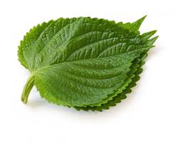 들깨 파종 시기, 이대로만 하면 풍성한 수확!