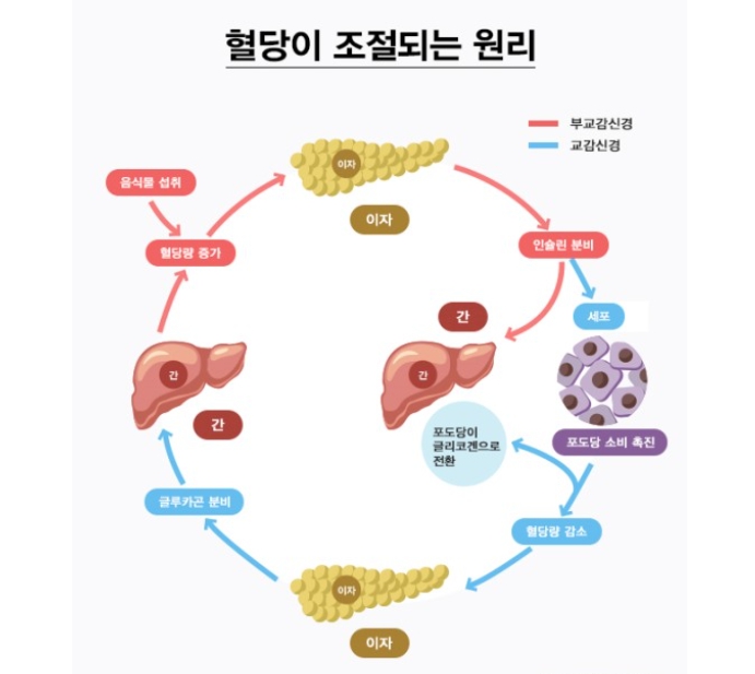 혈당이 조절되는 원리 이미지