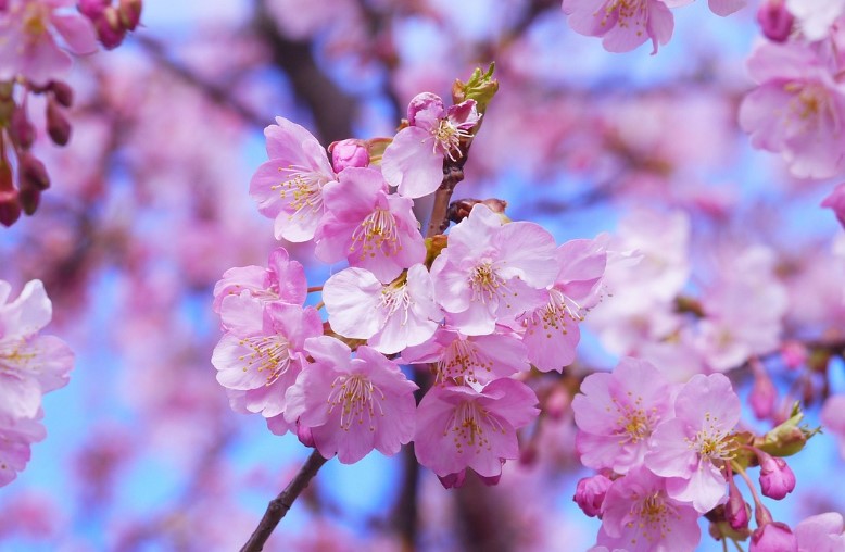 2025 인천 벚꽃 축제 | 자유공원 & 월미공원 개화 시기부터 프로그램까지!
