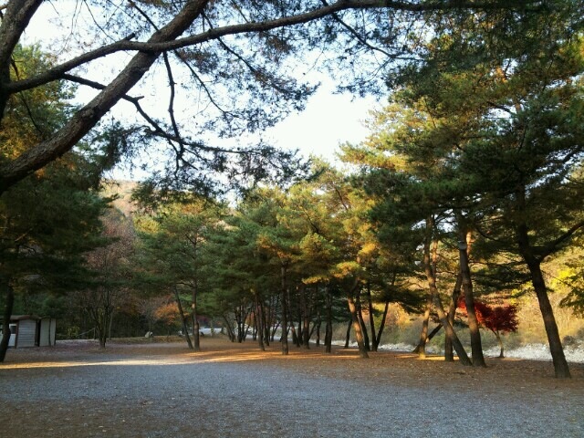 인생캠핑장, 영월 솔밭캠프장 소개