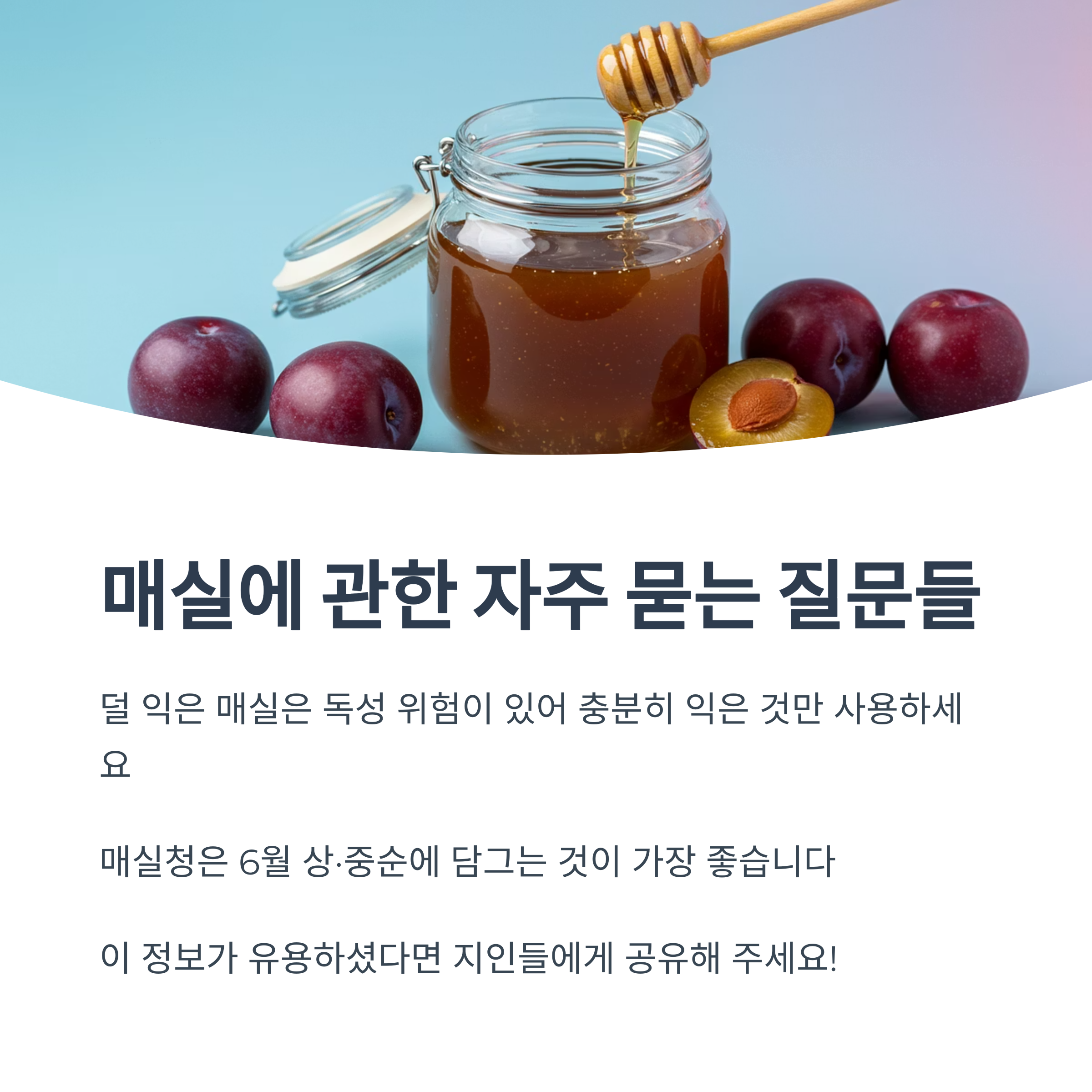 매실 수확은 몇 월이 가장 적기인가요?