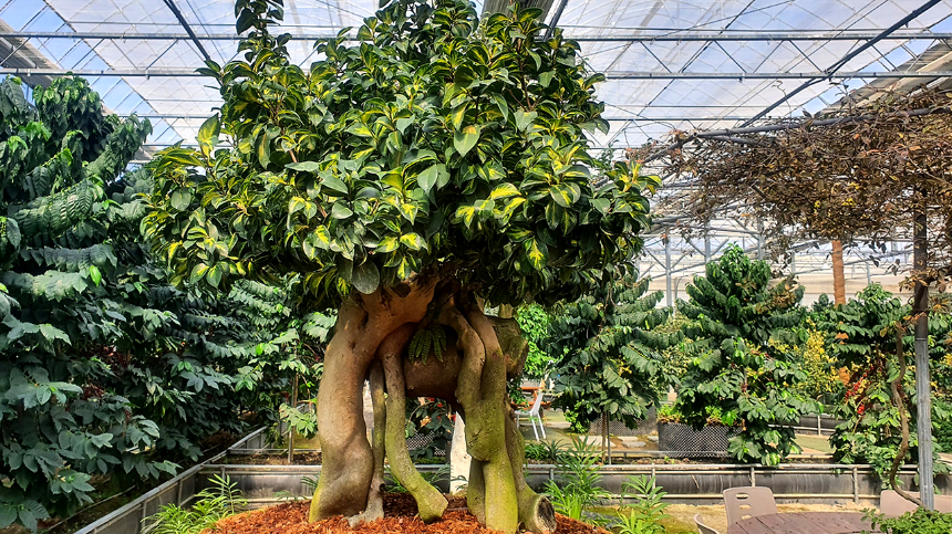 특색있고 아름다운 민간 정원 30선 추천 여행 - 25. 통영 동백커피식물원