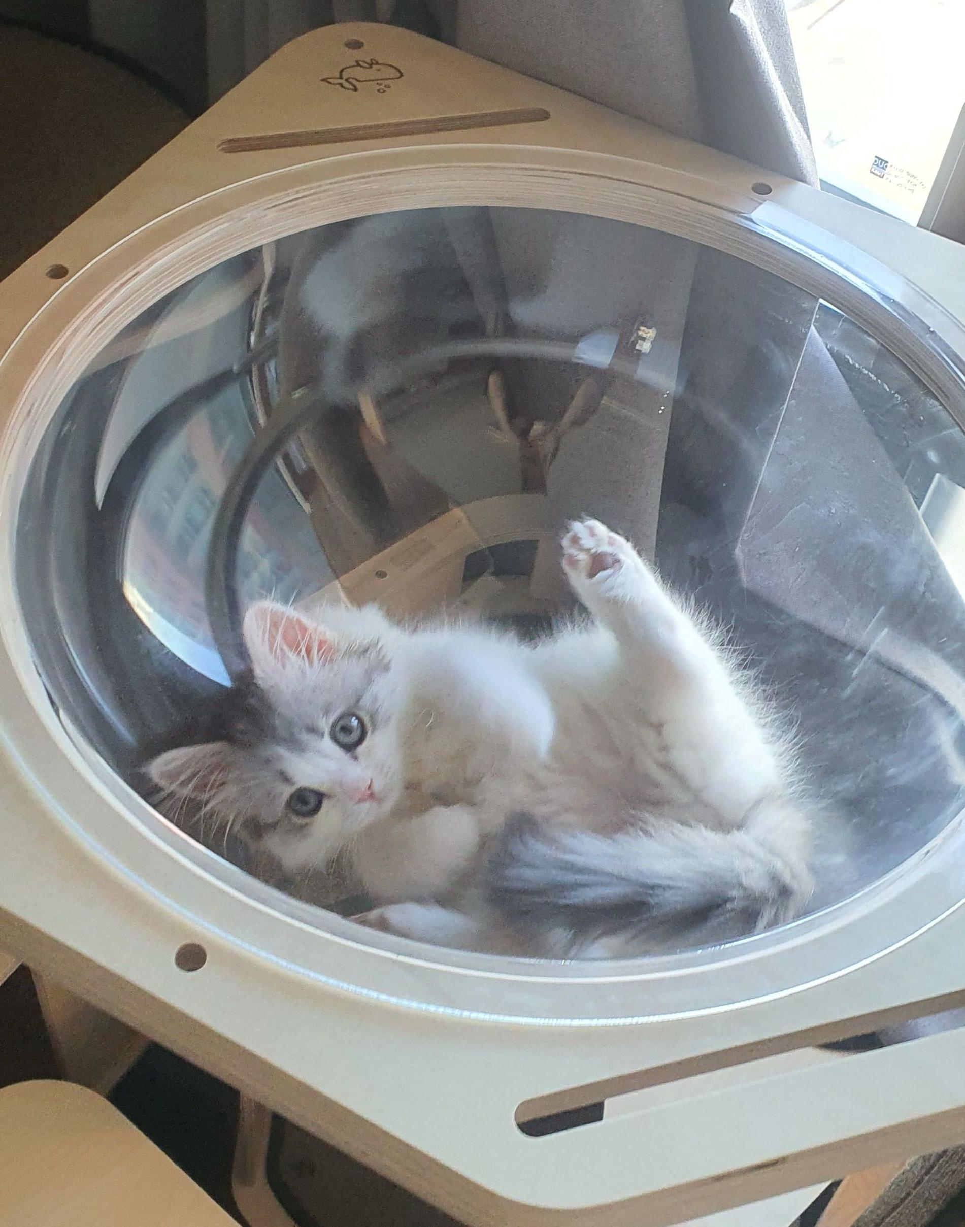 2022.02.17 쿵이의 첫 투명해먹