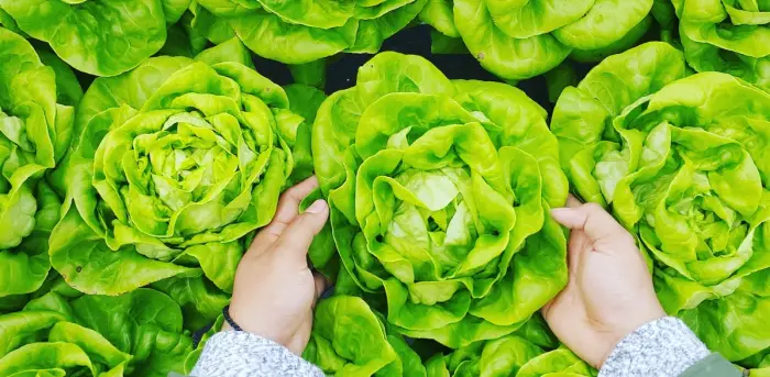 김장배추 절이기