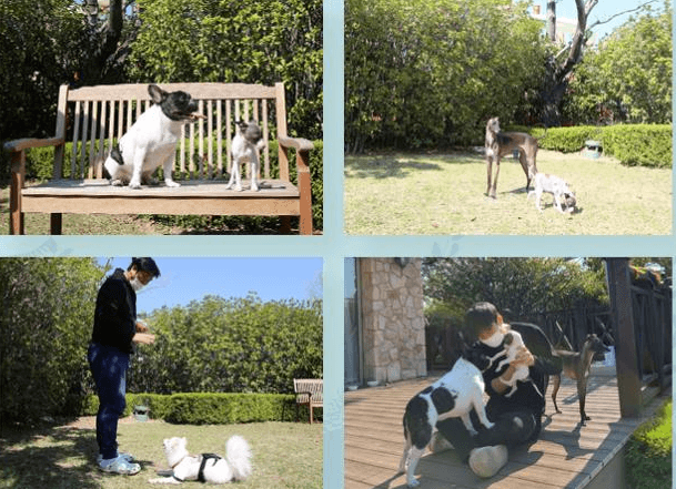 산책하는강아지-댕댕워터파크