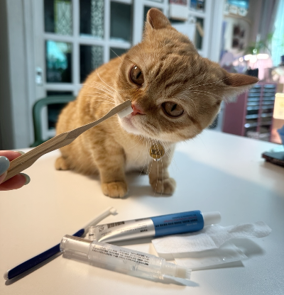 대나무 칫솔 끝을 호기심 어린 표정으로 냄새를 맡으며 양치 도구에 적응 중인 오렌지색 고양이 뽀리