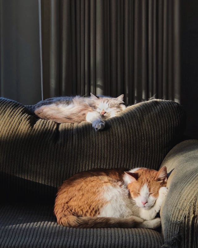 고양이-꿈-해몽-정리