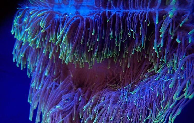 말미잘 키우는법