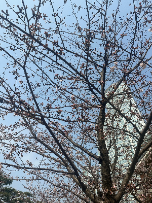 2026 충청도 봄꽃 드라이브 코스 추천｜제천&middot;단양 벚꽃 여행