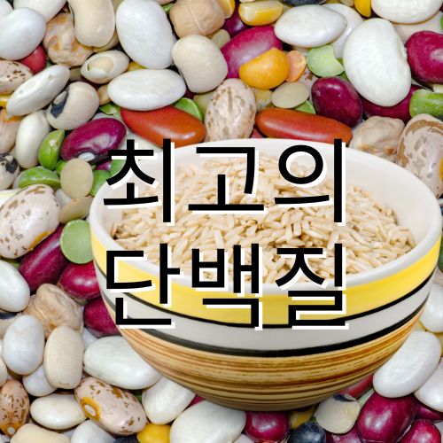 콩단백질